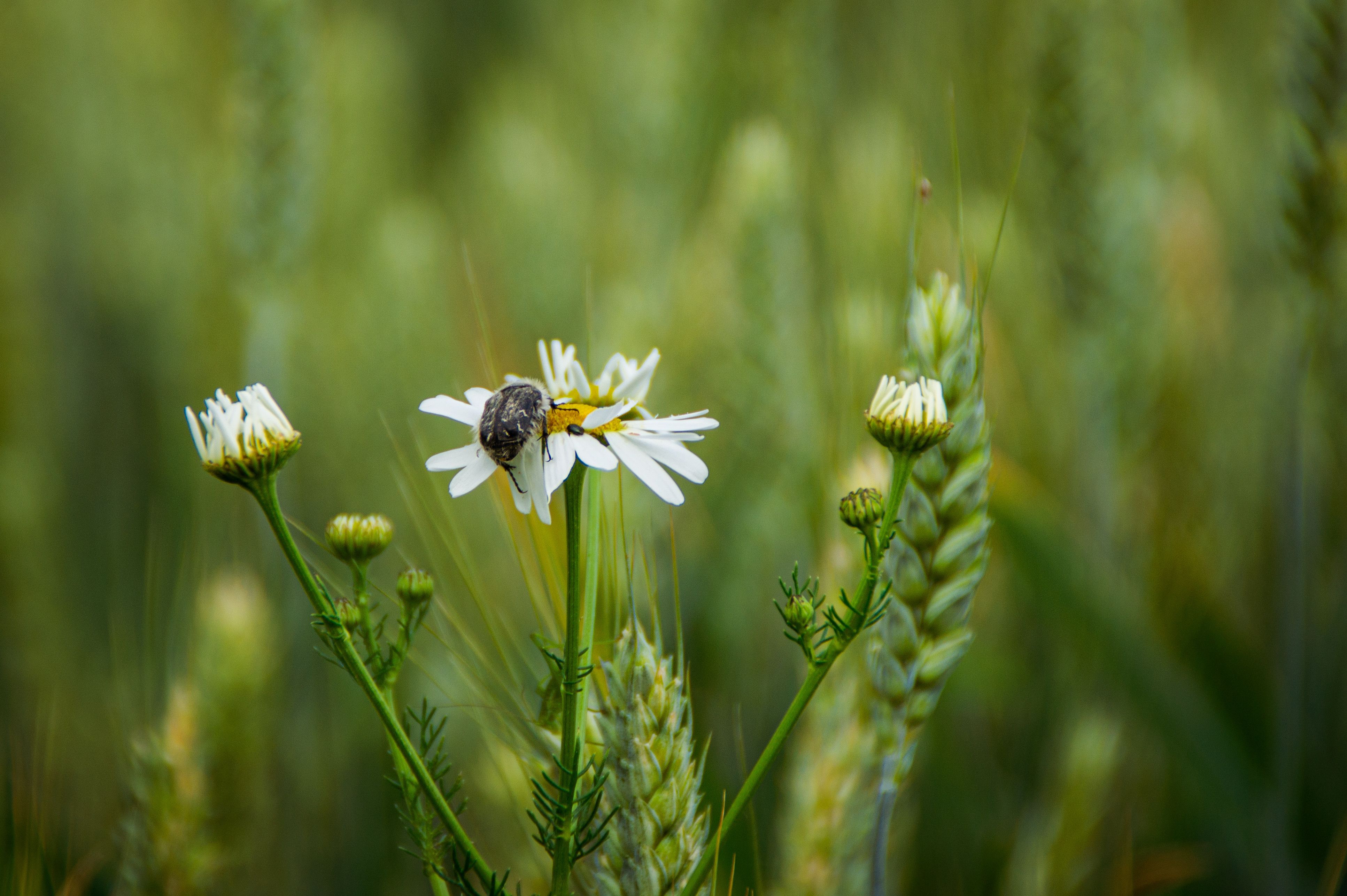 Insect on Chamomile · Free Stock Photo