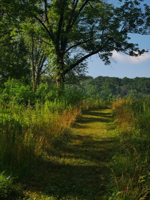 Free A peaceful footpath winding through verdant countryside with vibrant green trees and grass. Stock Photo