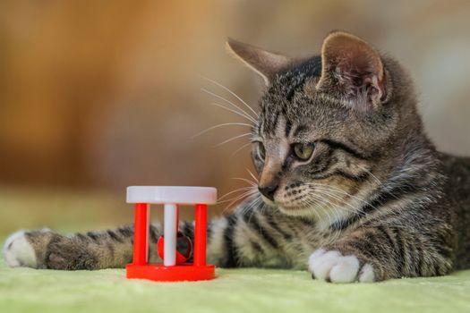Interactive Cat Toys for Dementia Cats