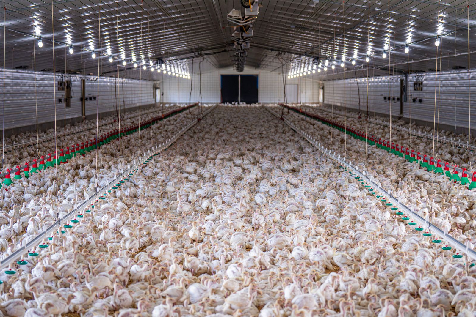 Inside a poultry farm