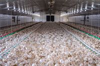 Chickens