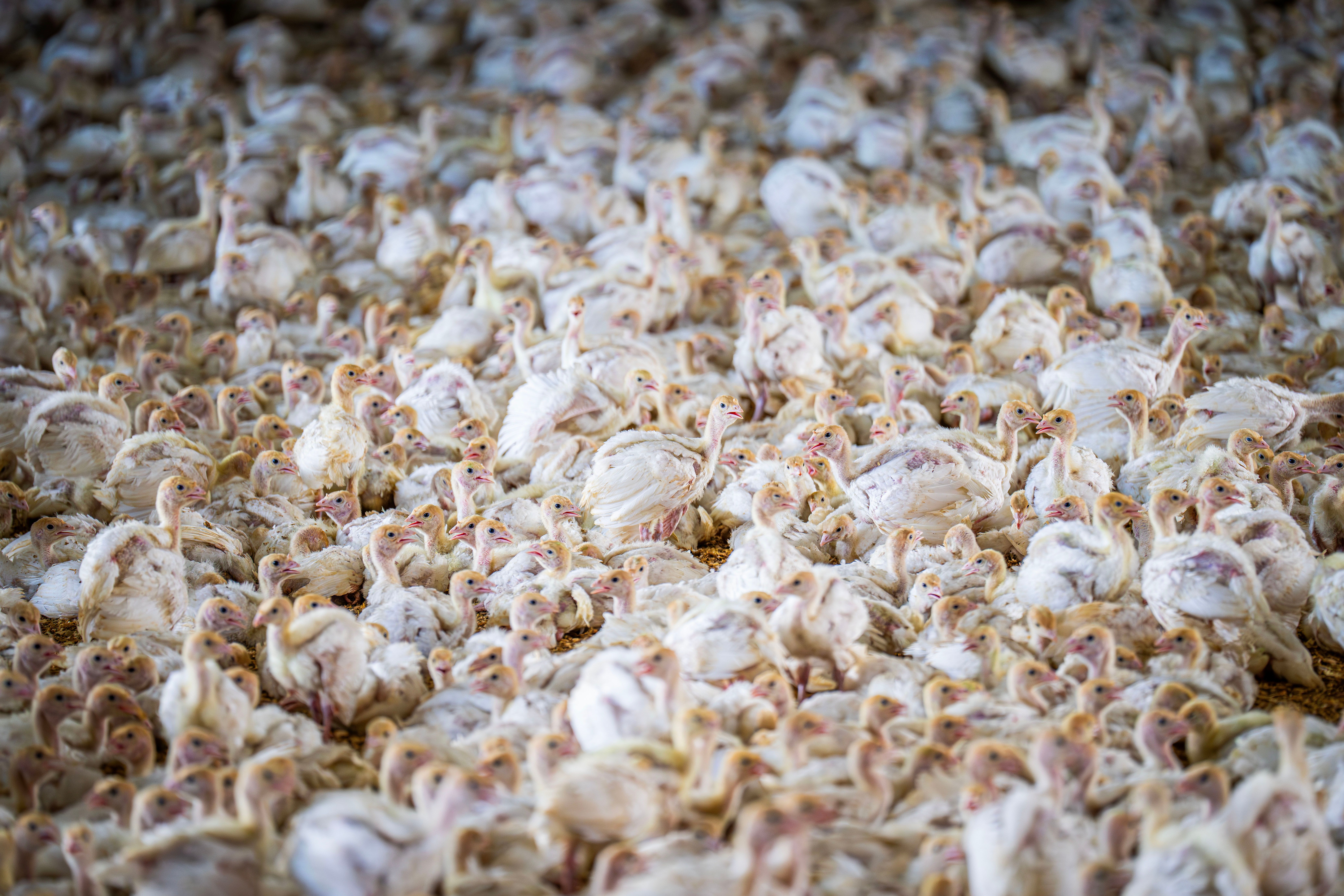 A dense flock of white turkeys congregated in a barn, reflecting intensive poultry farming.