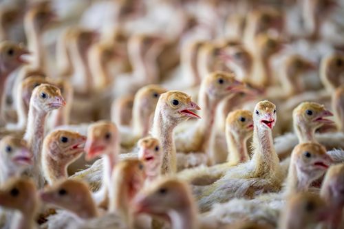 Free A vibrant and detailed close-up of a crowded flock of baby chickens on a farm. Ideal for animal and farm photography. Stock Photo