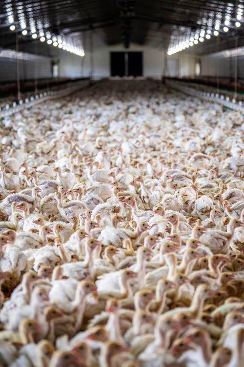 Free An expansive flock of turkeys inside a poultry farm, showcasing modern agriculture. Stock Photo