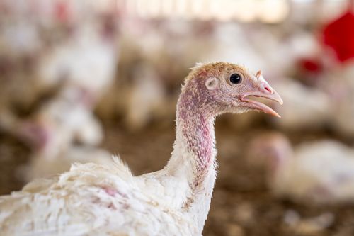 Free A young turkey in focus, surrounded by a blurred flock on a rural farm. Stock Photo