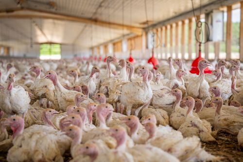 Free A vast group of turkeys inside a modern poultry facility with bright lighting and red feeders. Stock Photo