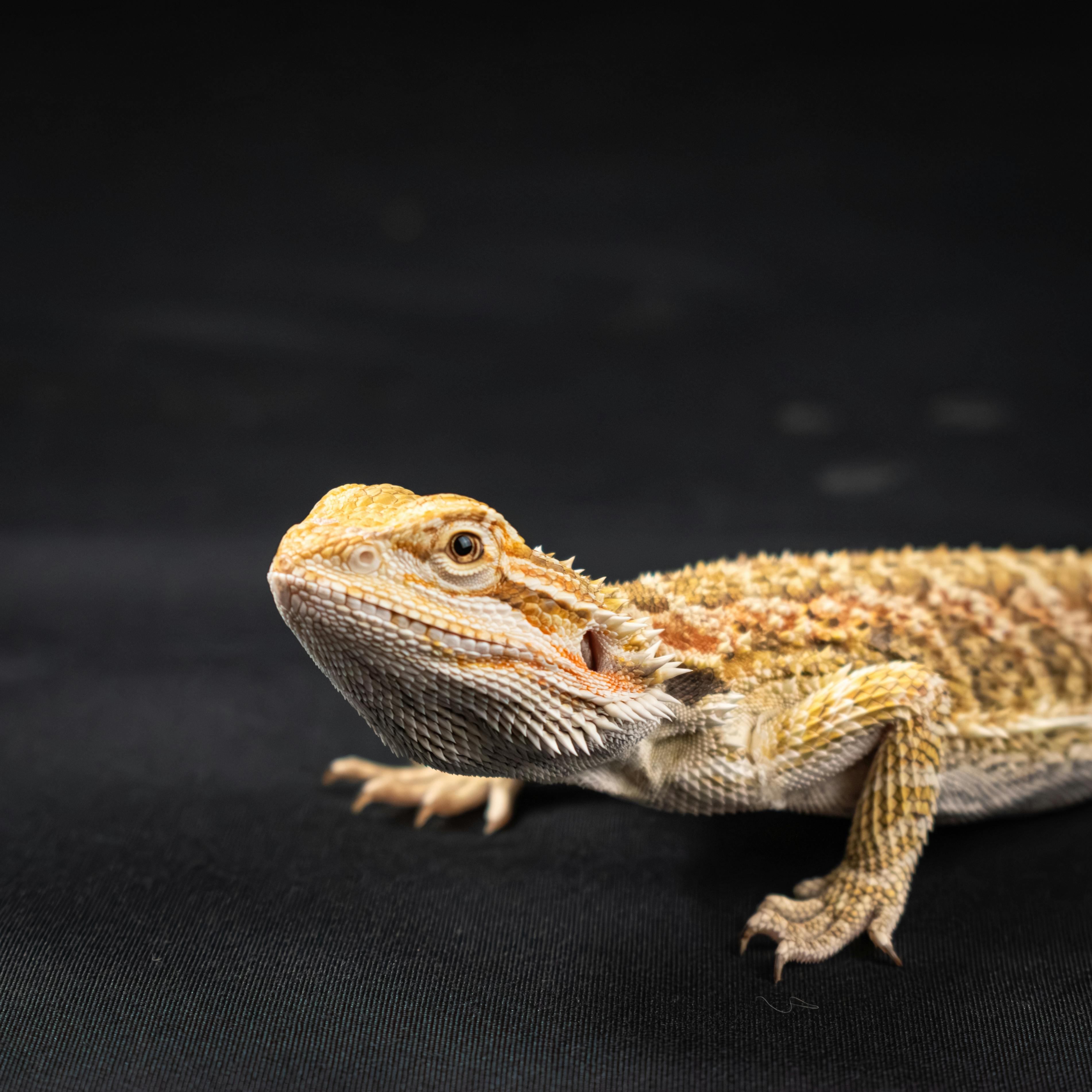 A Bearded Lizard on a Black Background
