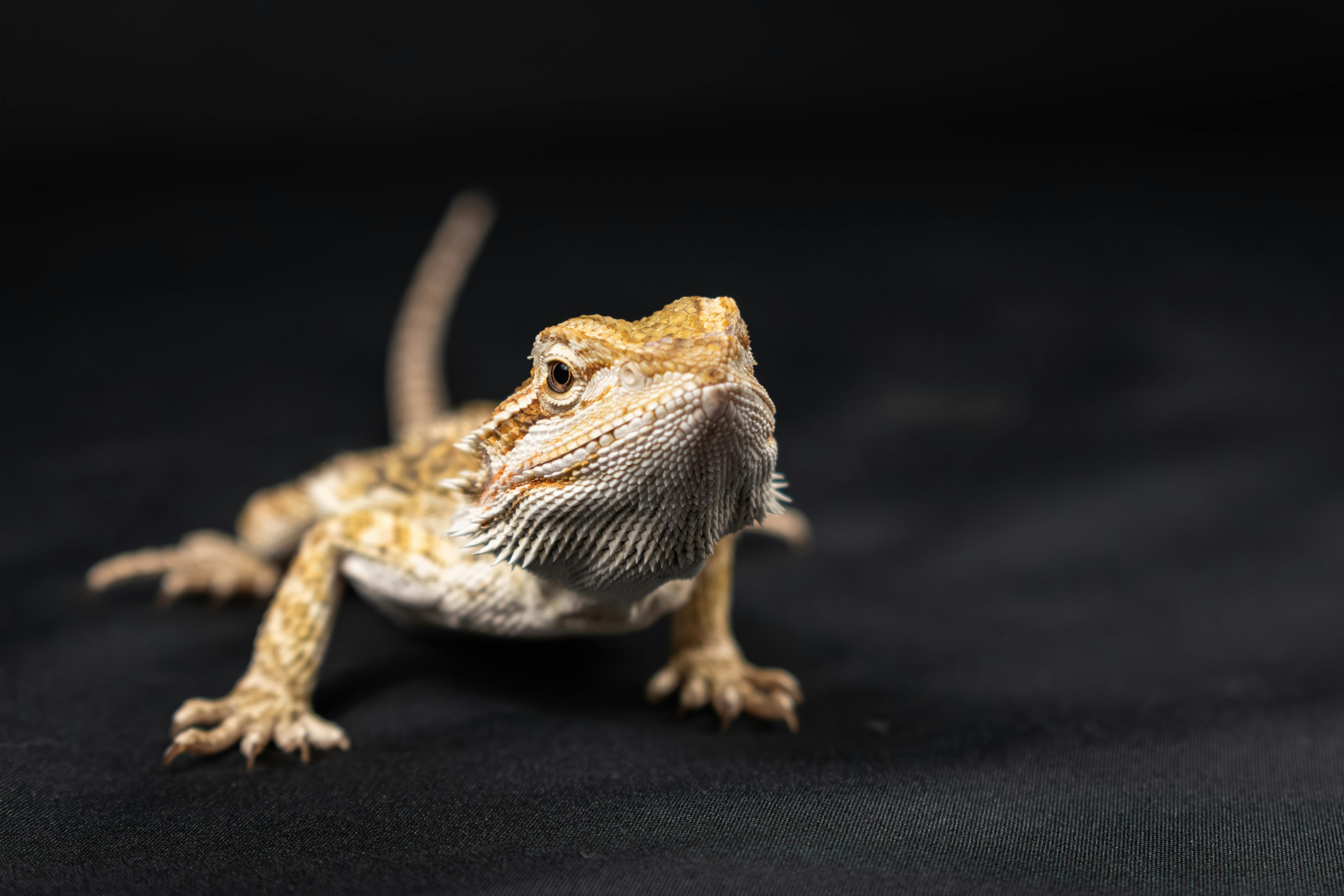 The Cost of Owning Pets: Beyond Food and Toys