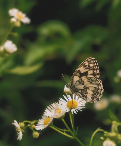 Free Beautiful close-up of a butterfly perched on daisies in a Hungarian garden. Stock Photo