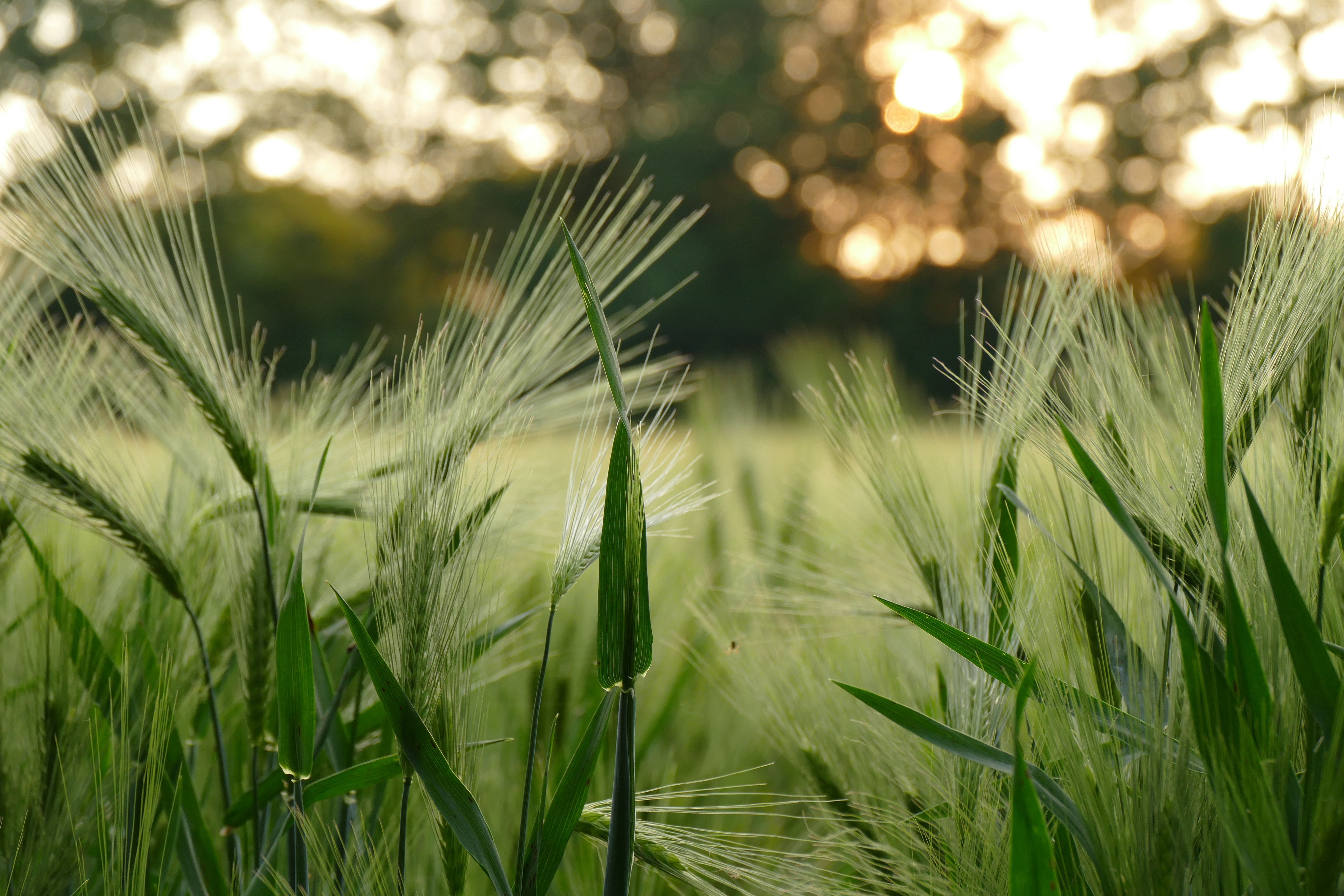 A field of wheat with the sun setting in the background · Free Stock Photo
