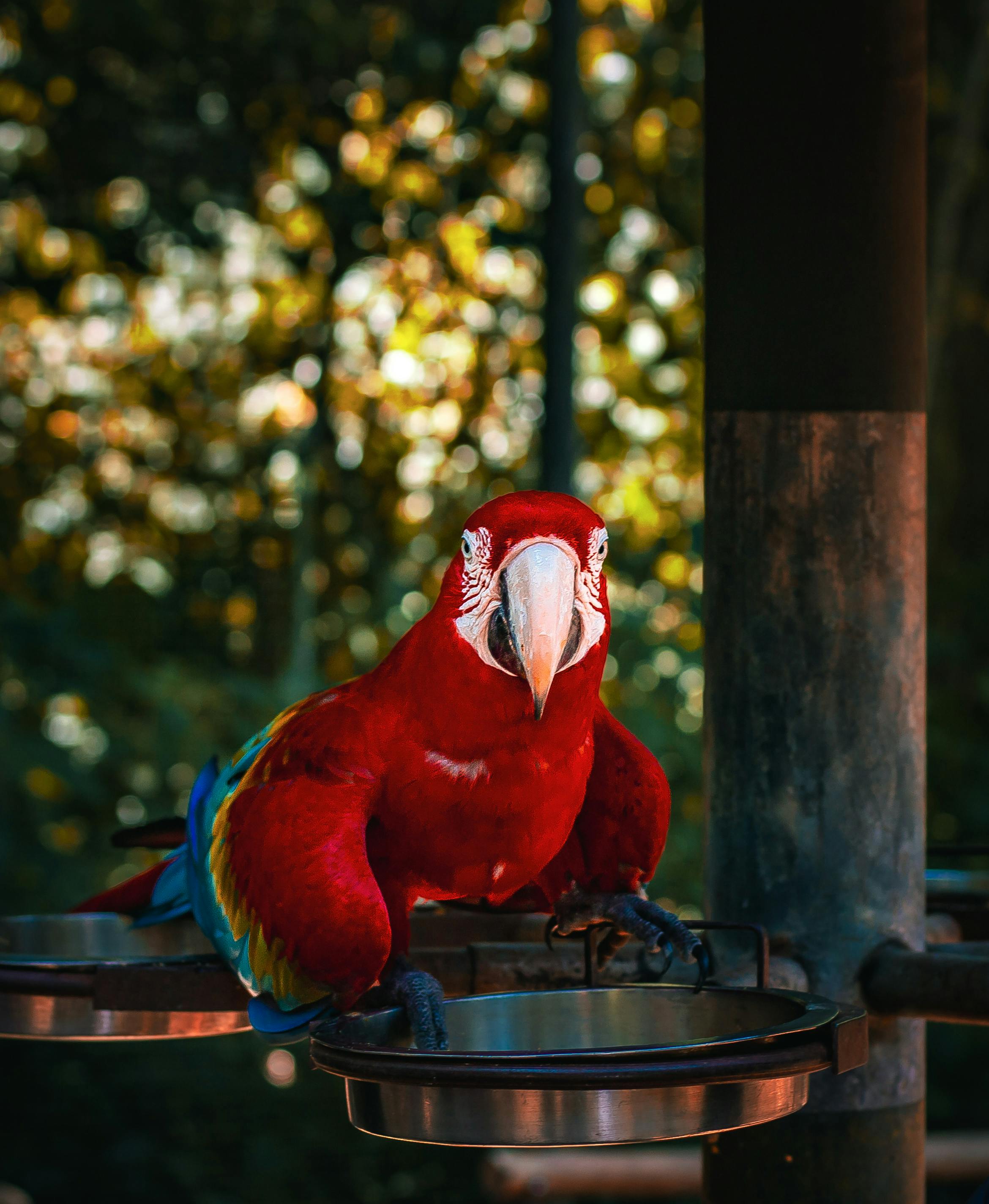 Vibrant scarlet macaw resting on a perch surrounded by lush greenery, showcasing vivid colors.