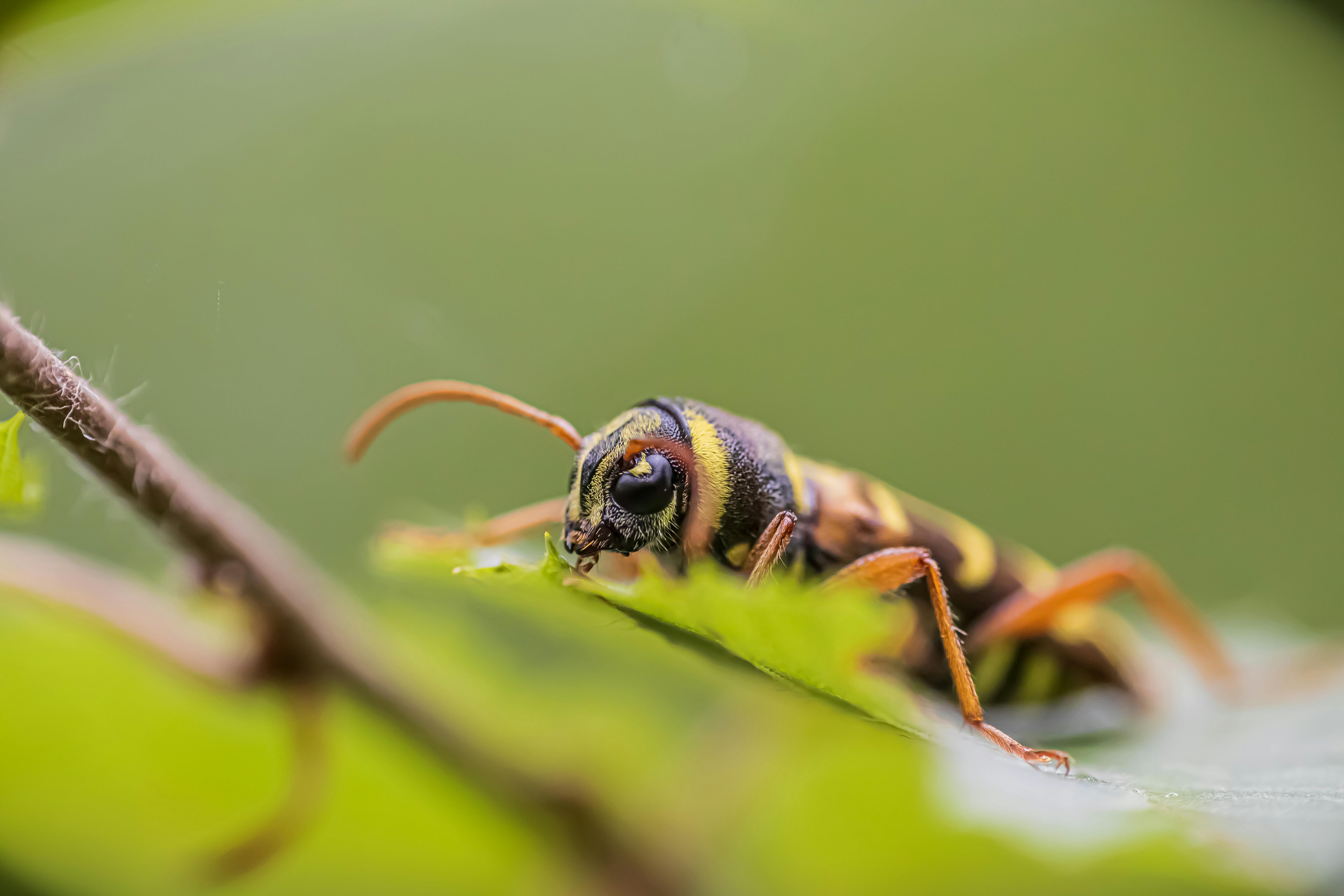 Photos gratuites de animal, antenne, arthropode