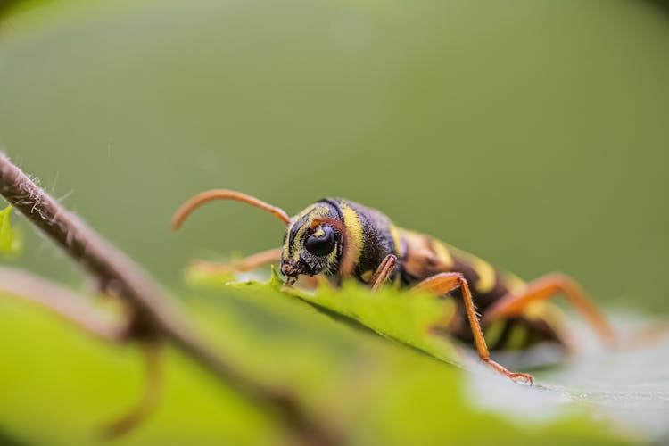 Beetle On A Leaf