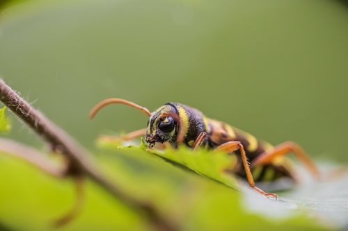 Free Detailed close-up of a beetle perched on a green leaf with blurred background. Stock Photo