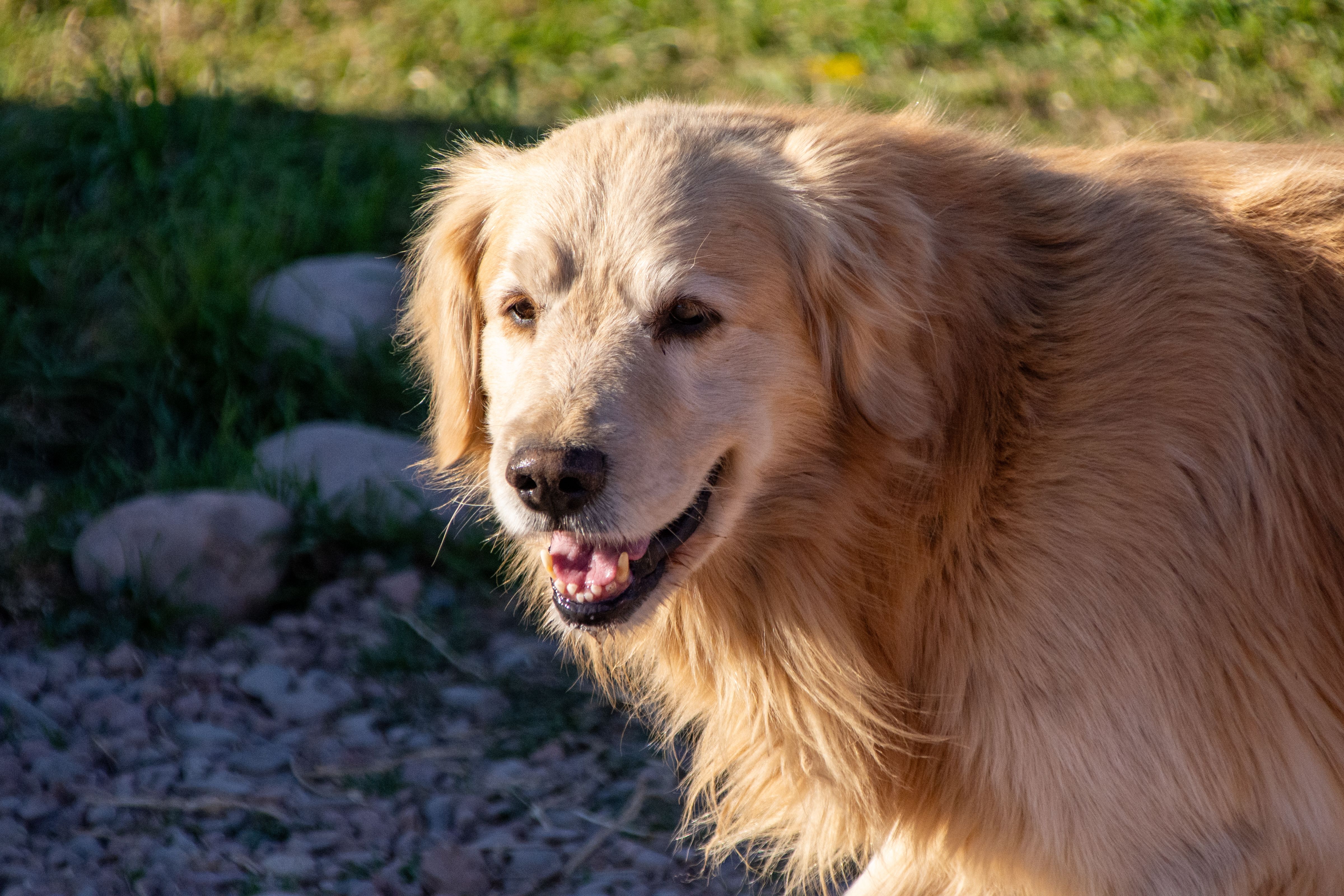 Close-up of a Golden Retriever · Free Stock Photo