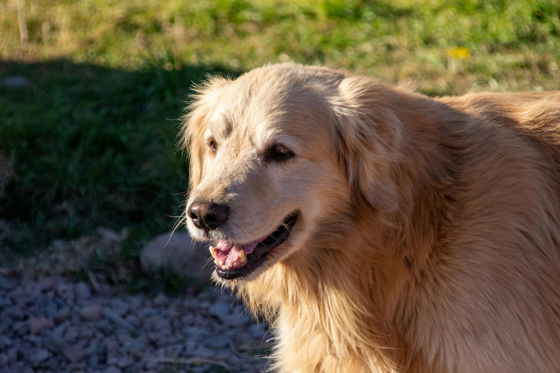 Porträtt av en Golden Retriever