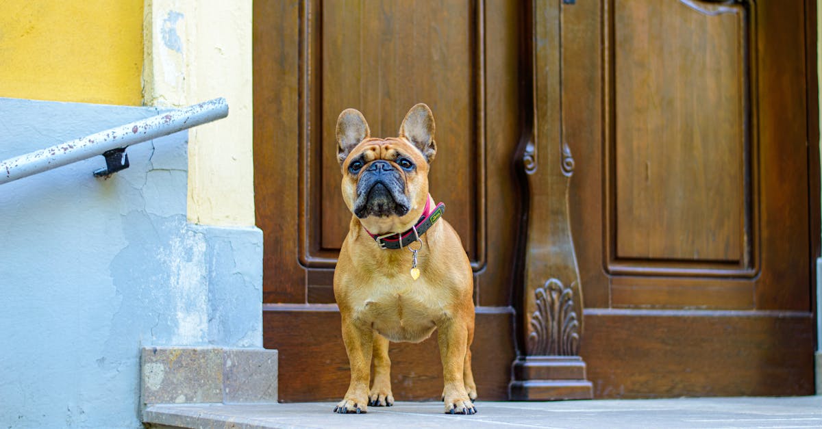 A french bulldog standing on the steps of a house