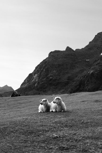 Peaceful sheep on a meadow with a mountain backdrop in Nordland, Norway.