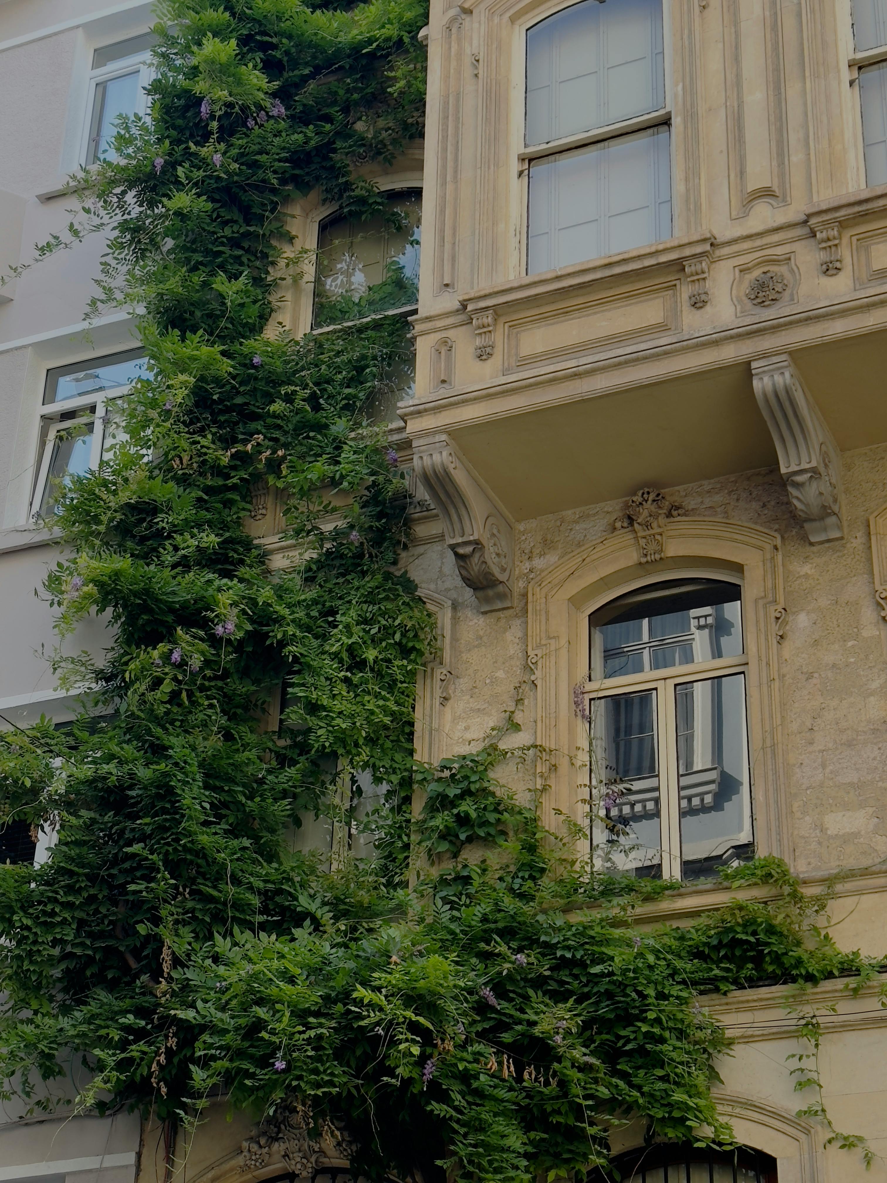 Vintage building facade with lush vines, offering a touch of nature to urban architecture.