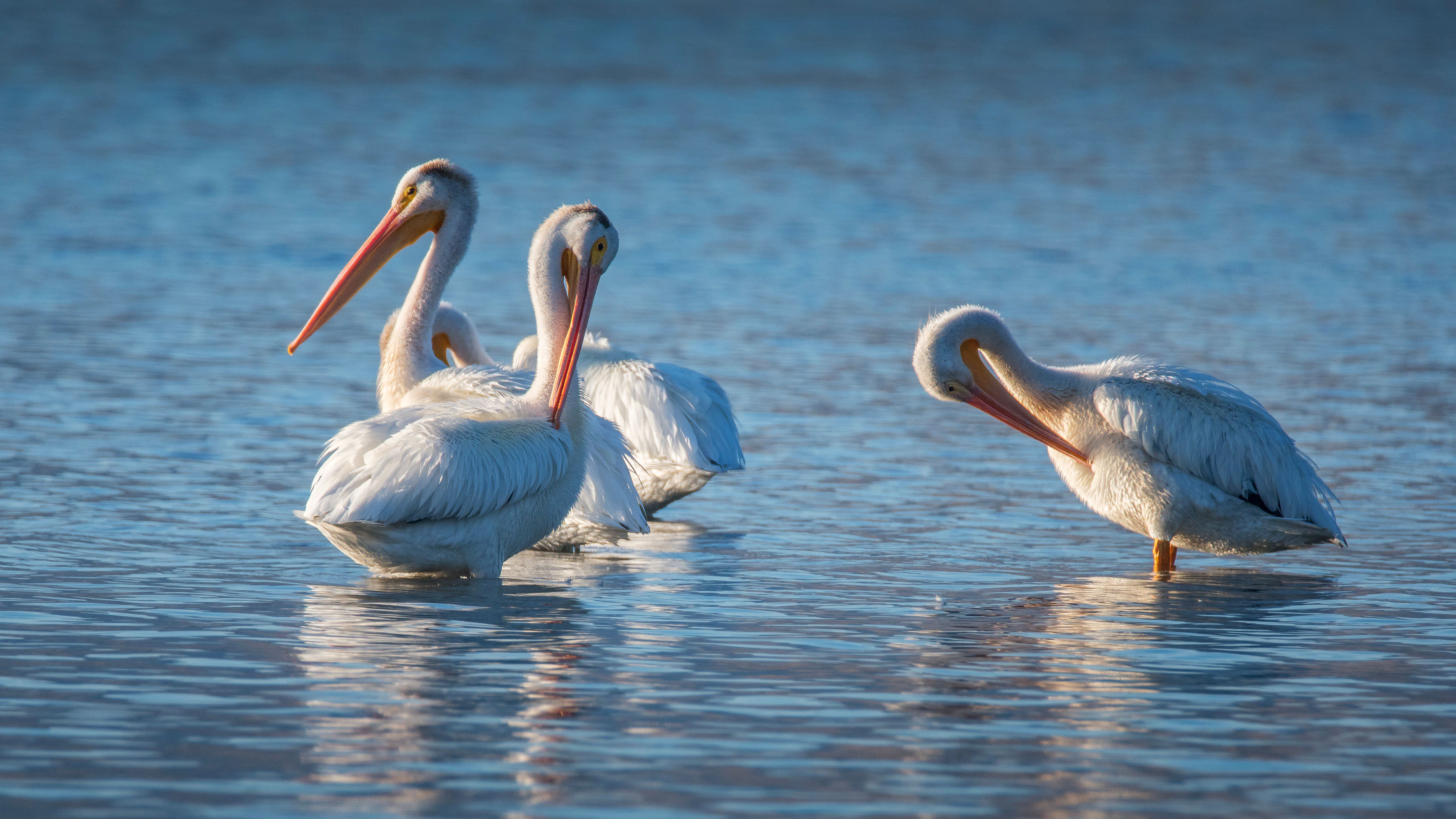 Manitoba Pelican Numbers Rise, Observers Report Steady Growth