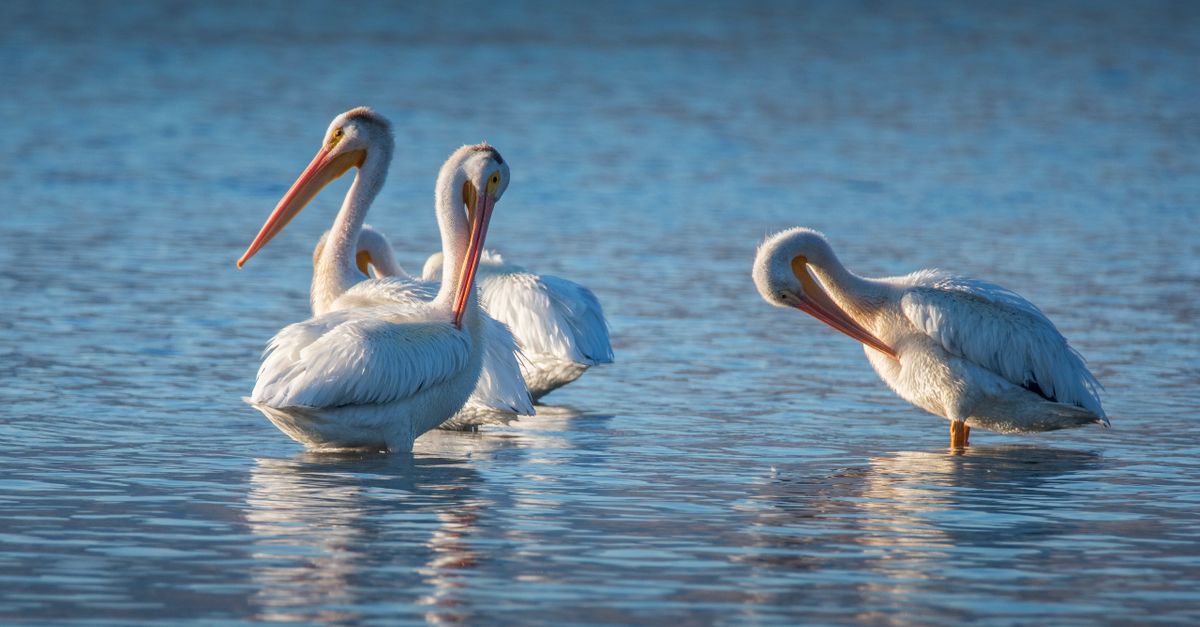 Manitoba Pelican Numbers Rise, Observers Report Steady Growth