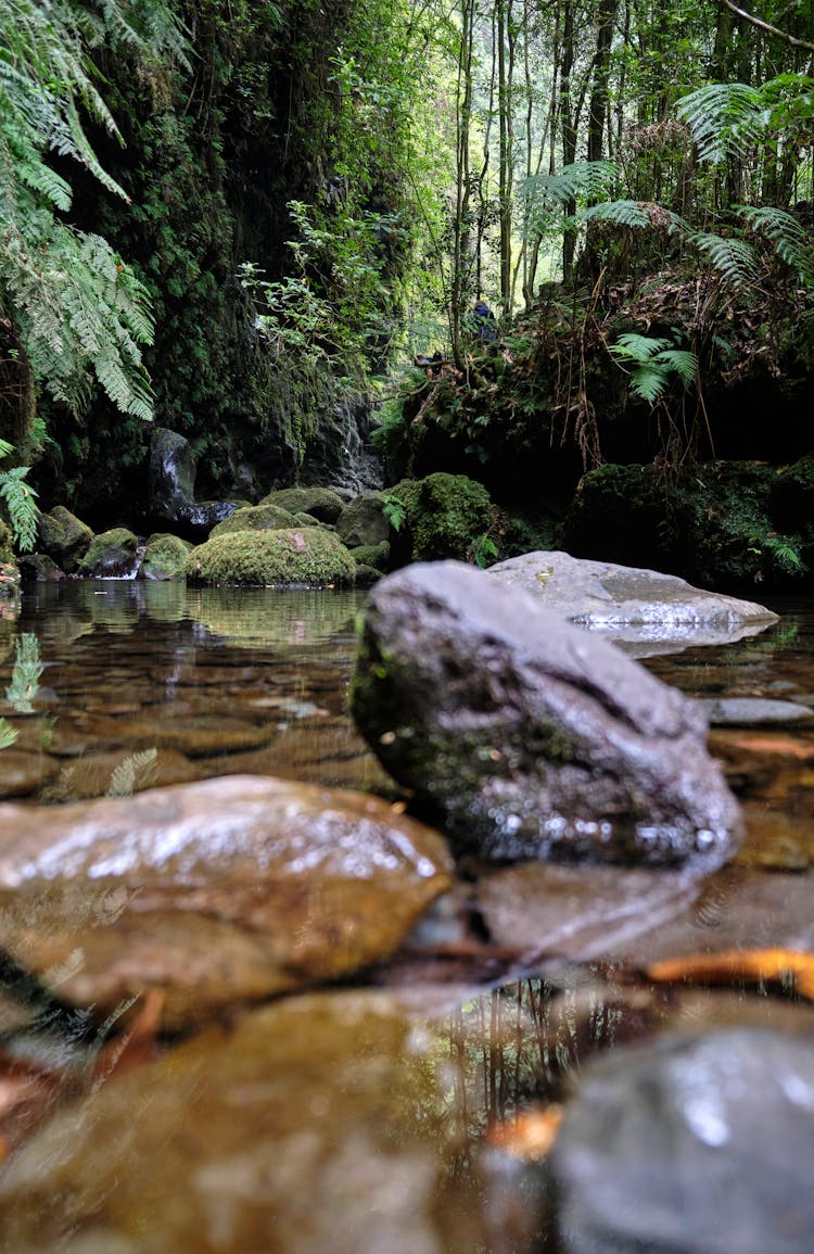 Rocks In A Forest Stream