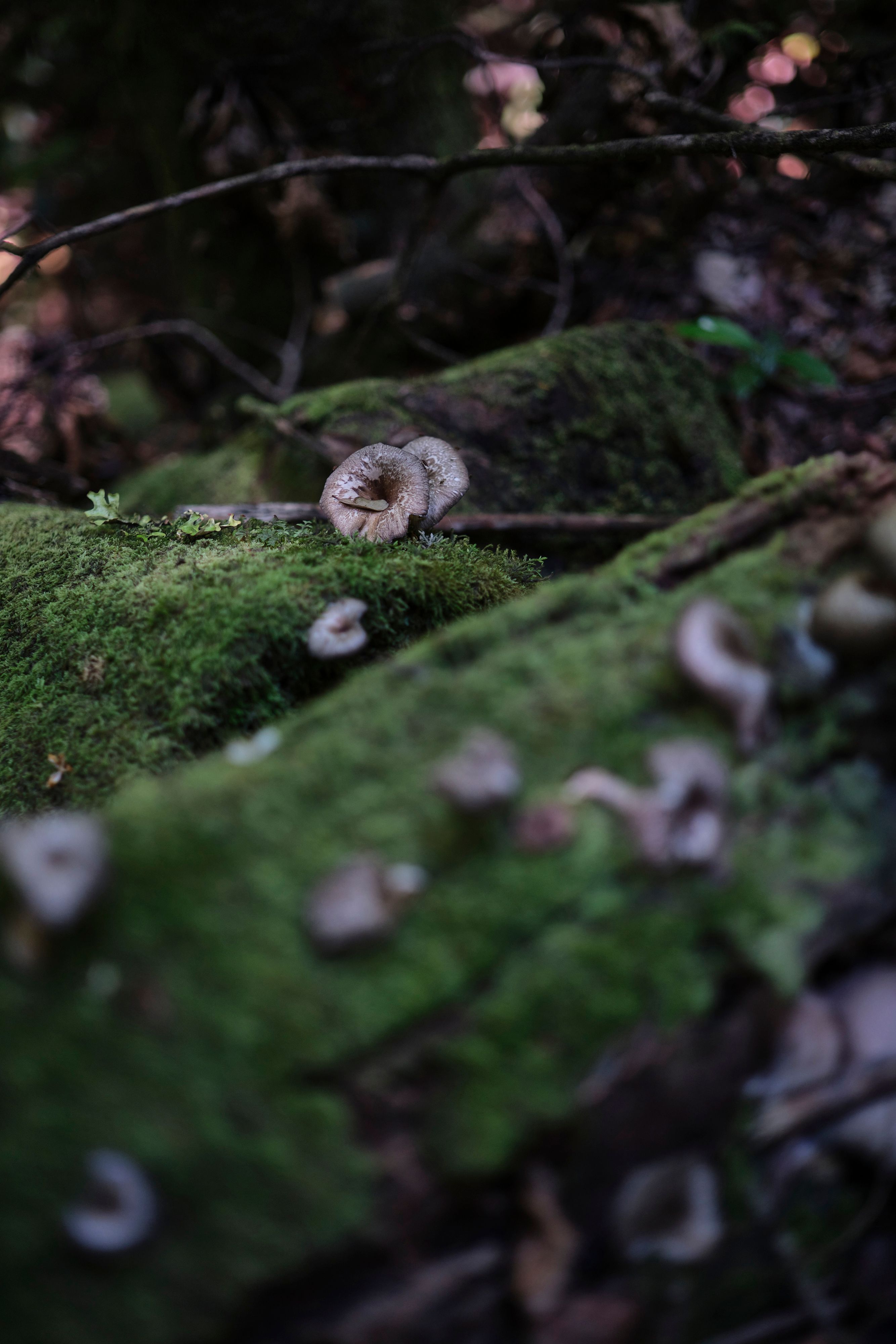 Closeup of Little Fungus Growing on Mossy Fallen Trees · Free Stock Photo