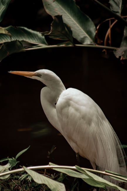 Elegant Eastern Great Egret with white feathers in Tuxtla Gutiérrez, Mexico.