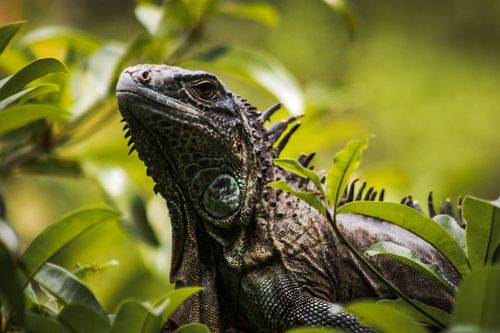 Free Detailed portrait of an iguana amongst lush greenery in the jungle. Stock Photo
