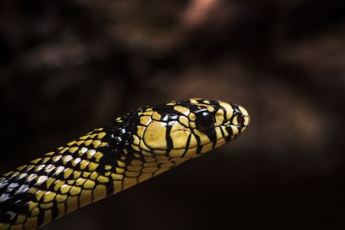 Free Detailed closeup image of a black and yellow tropical snake in Tuxtla Gutiérrez, Mexico. Stock Photo