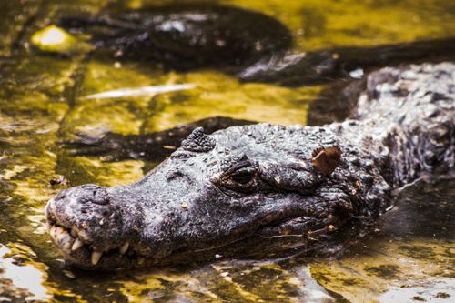 Free Intimate view of a dwarf crocodile (Osteolaemus tetraspis) in a Mexican swamp, showcasing its textures and habitat. Stock Photo