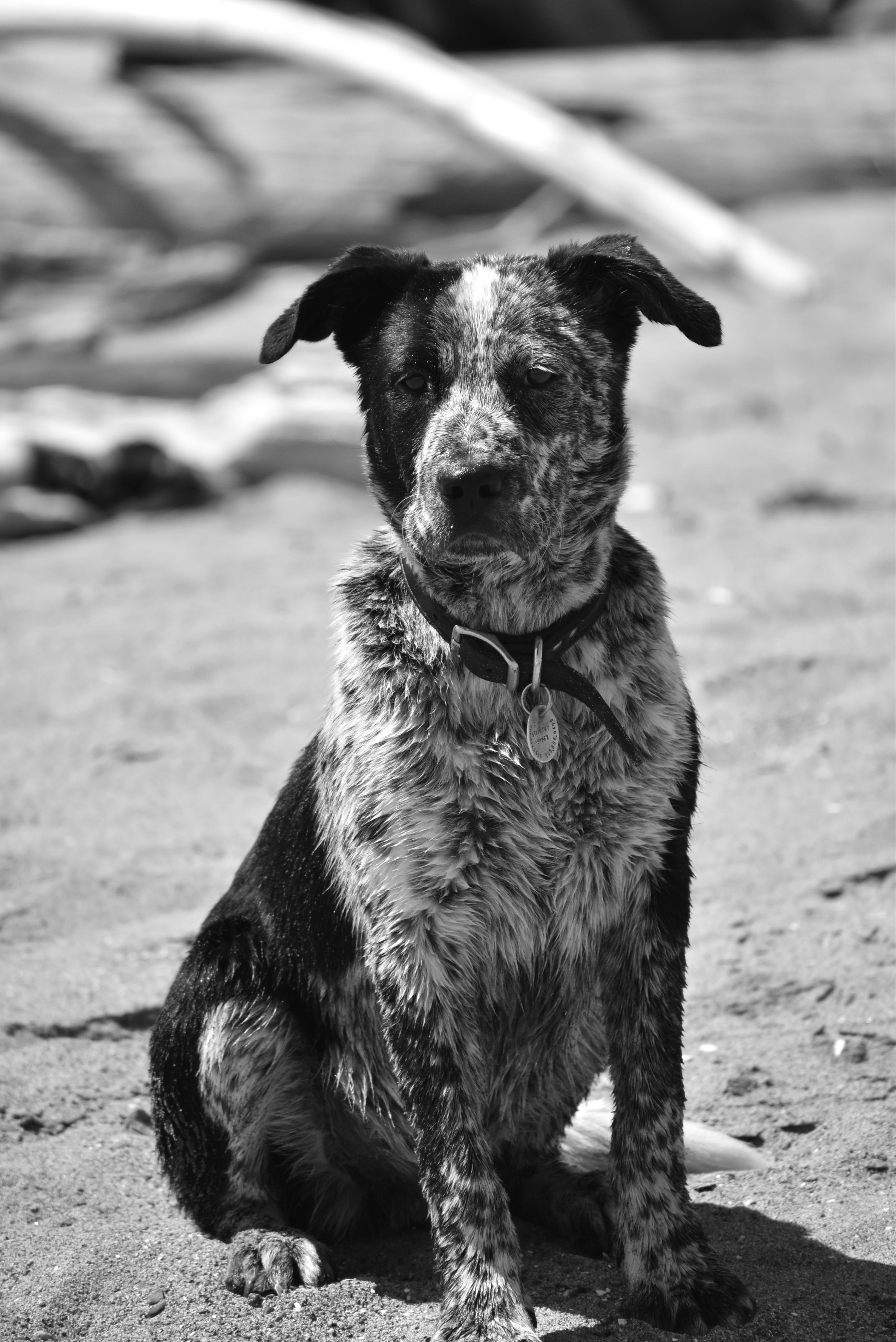 A cute dog sitting on a sandy beach, captured in black and white.