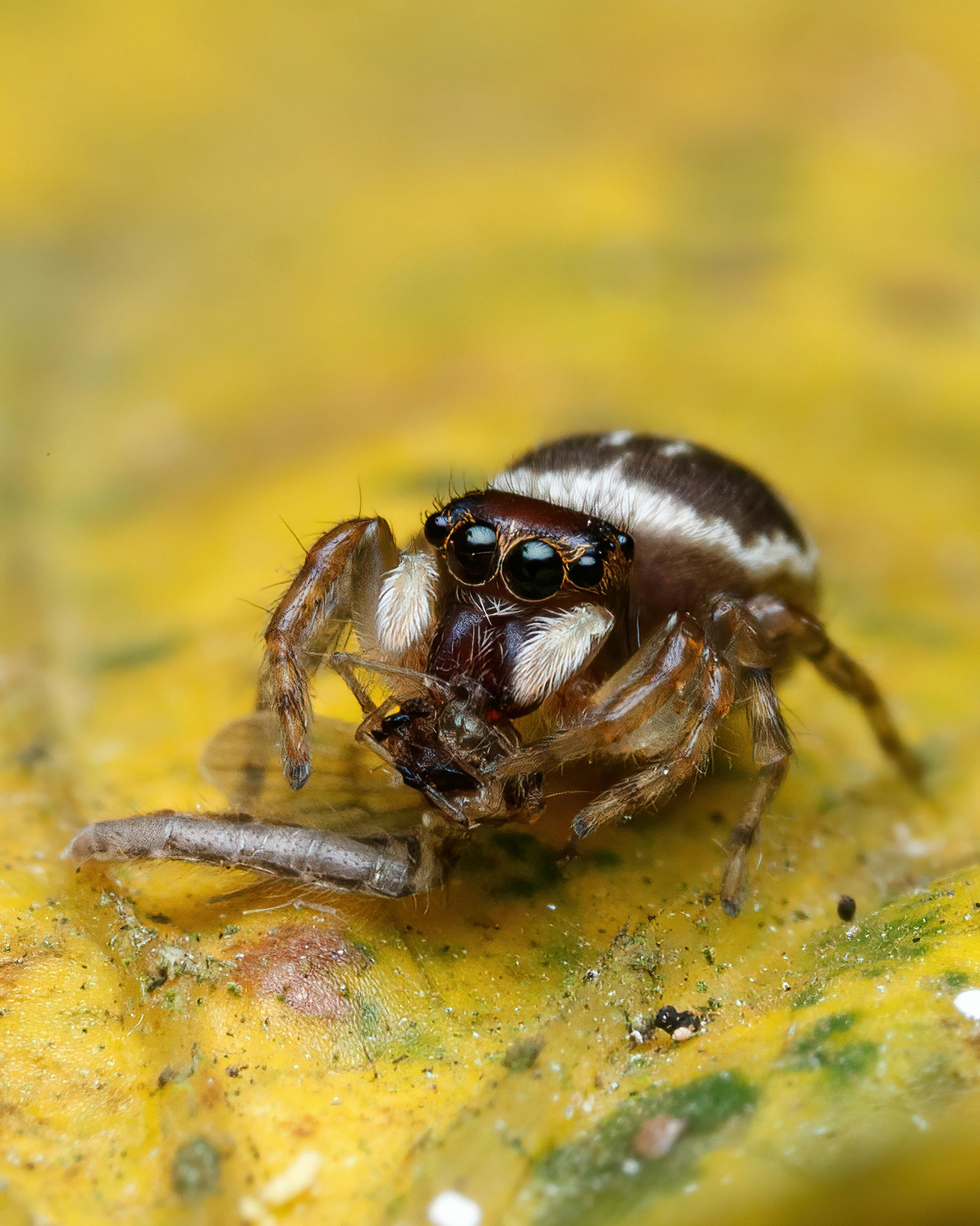 Detailed close-up of a Euophryinae spider on a yellow leaf, perfect for nature enthusiasts.