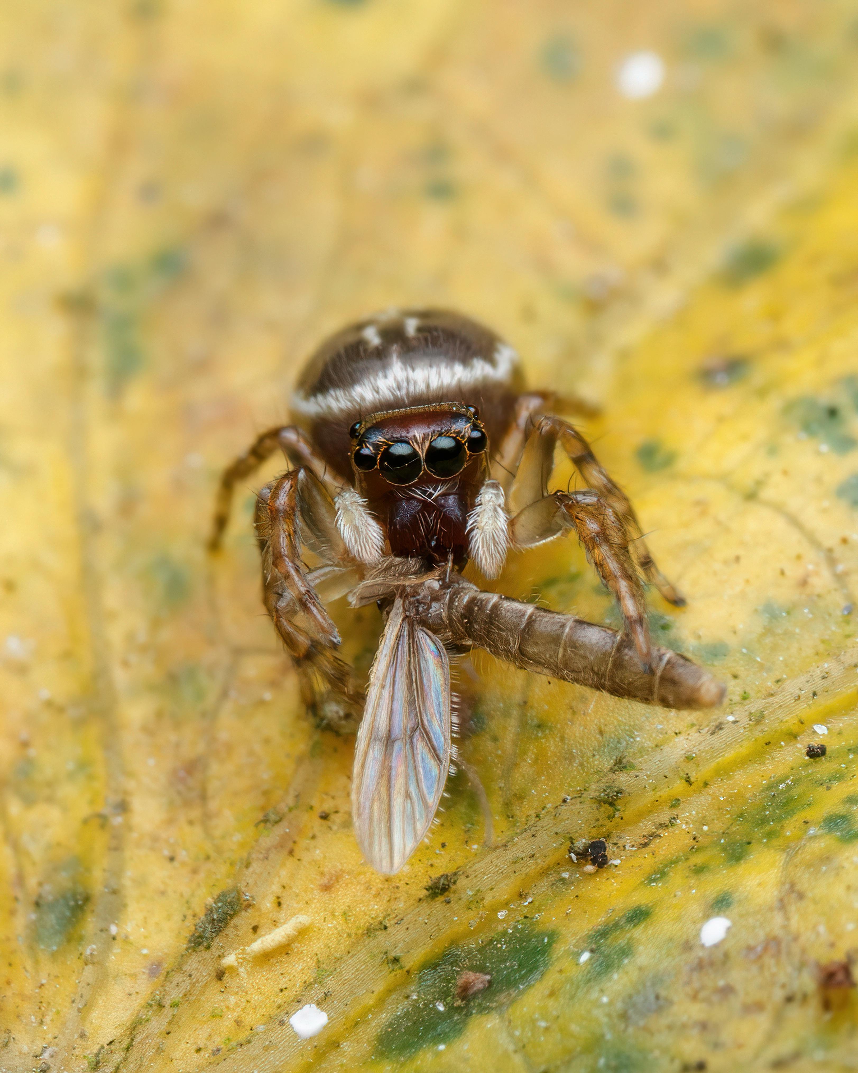 Detailed close-up of a jumping spider with prey on a leaf, showcasing nature's raw predation scene.