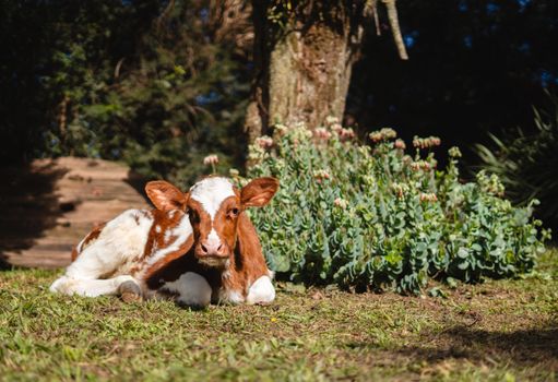 A young Brown and white calf rests on a sunny meadow beside a lush bush.