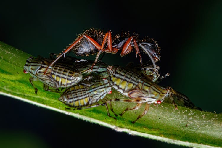 Spider On A Green Leaf