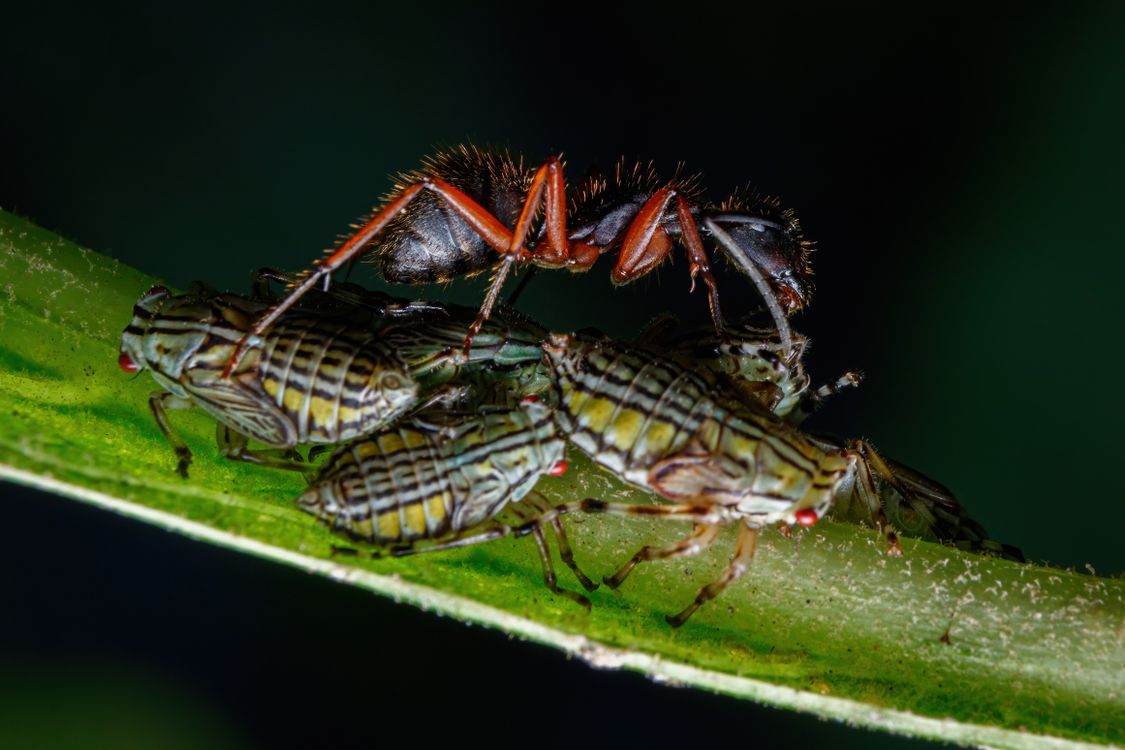 Linee Insect Grouping A group of insects on a plant · Free Stock Photo