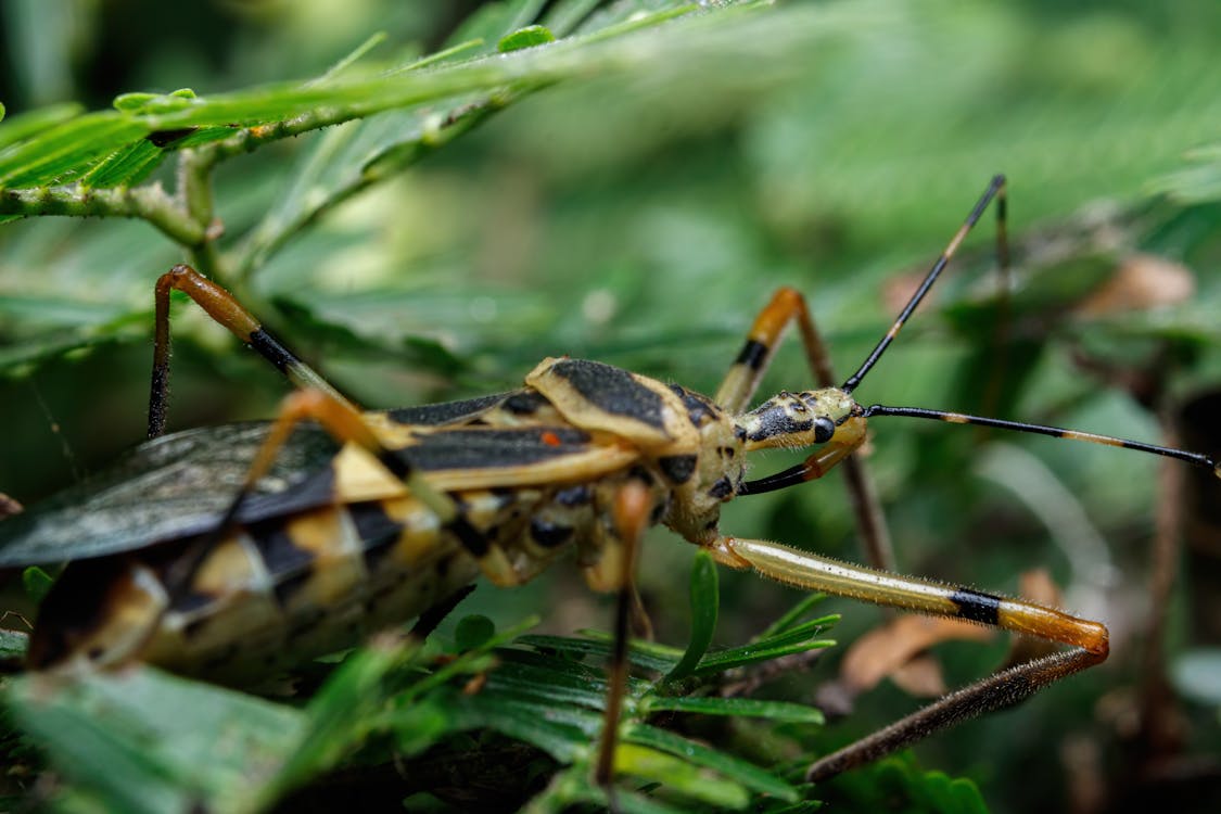 Insect Among Leaves in Forest · Free Stock Photo
