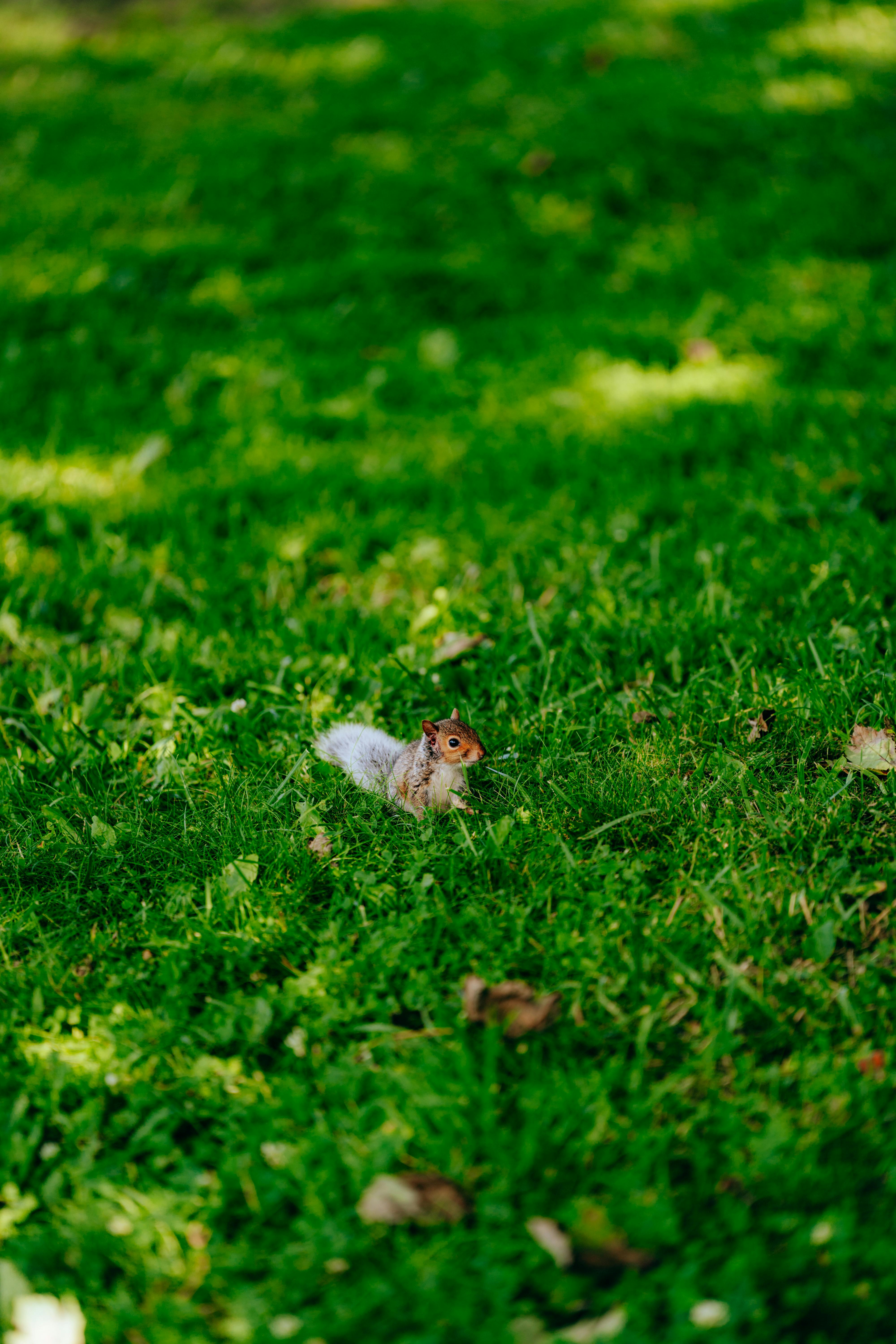 Безкоштовне стокове фото на тему «sciurus, білка, весна» стокове фото