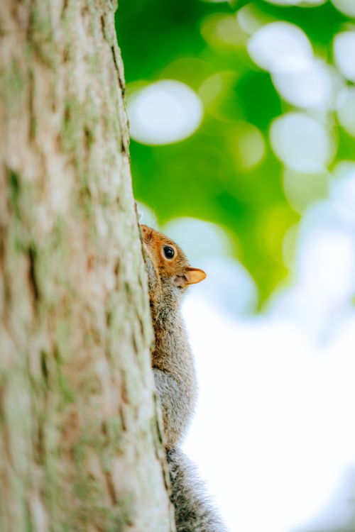 Free Cute squirrel climbing a tree, surrounded by bright green leaves, in a spring landscape. Stock Photo