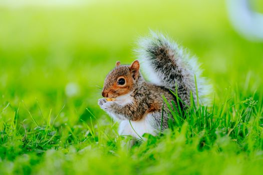A gray squirrel sitting in lush green grass, captured in close-up detail outdoors.