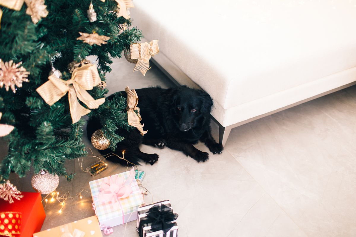 A black dog relaxing on the floor beside a decorated Christmas tree with wrapped presents