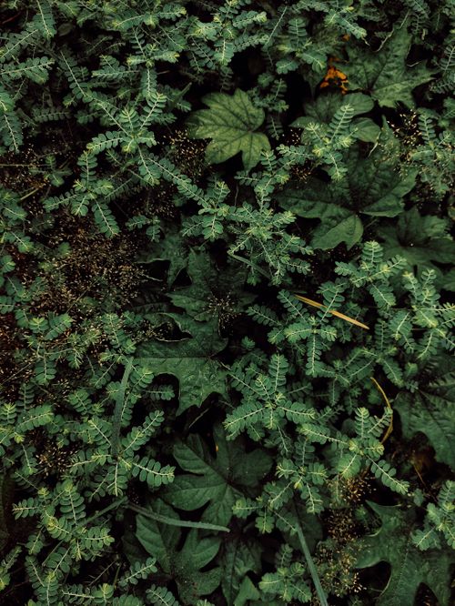 Free Top view of dense green ferns and leaves showcasing natural forest growth. Stock Photo