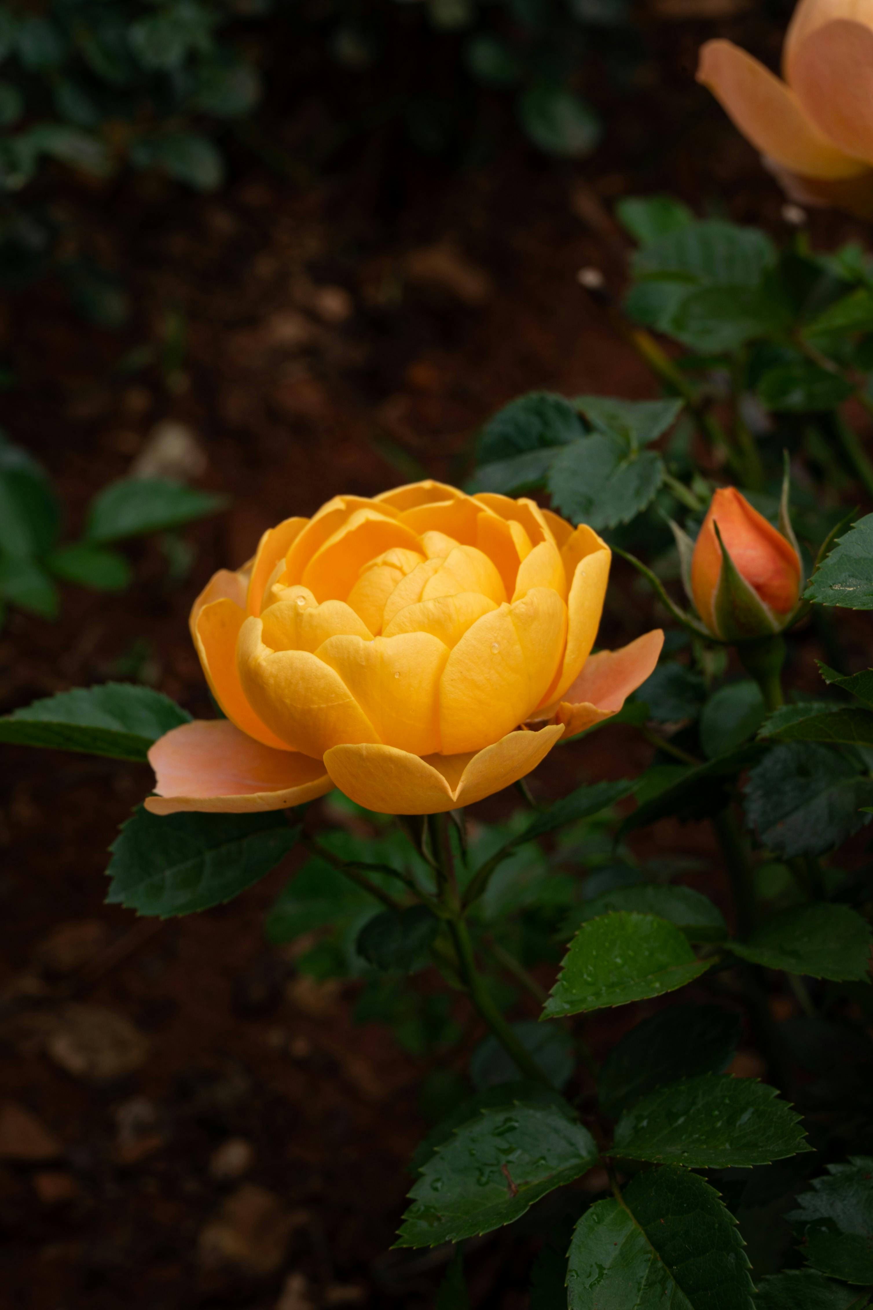 10 Essential Tips for Growing a Flourishing Garden Stock: Unlock Nature's Secrets Today