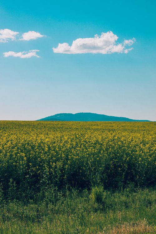 Free Lush yellow flower field stretching towards a distant mountain under a clear blue sky. Stock Photo