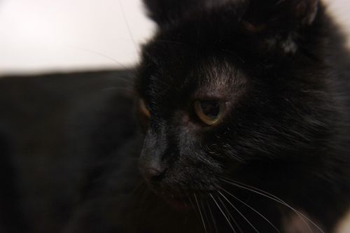 Free stock photo of black cat, cat, cat face Stock Photo