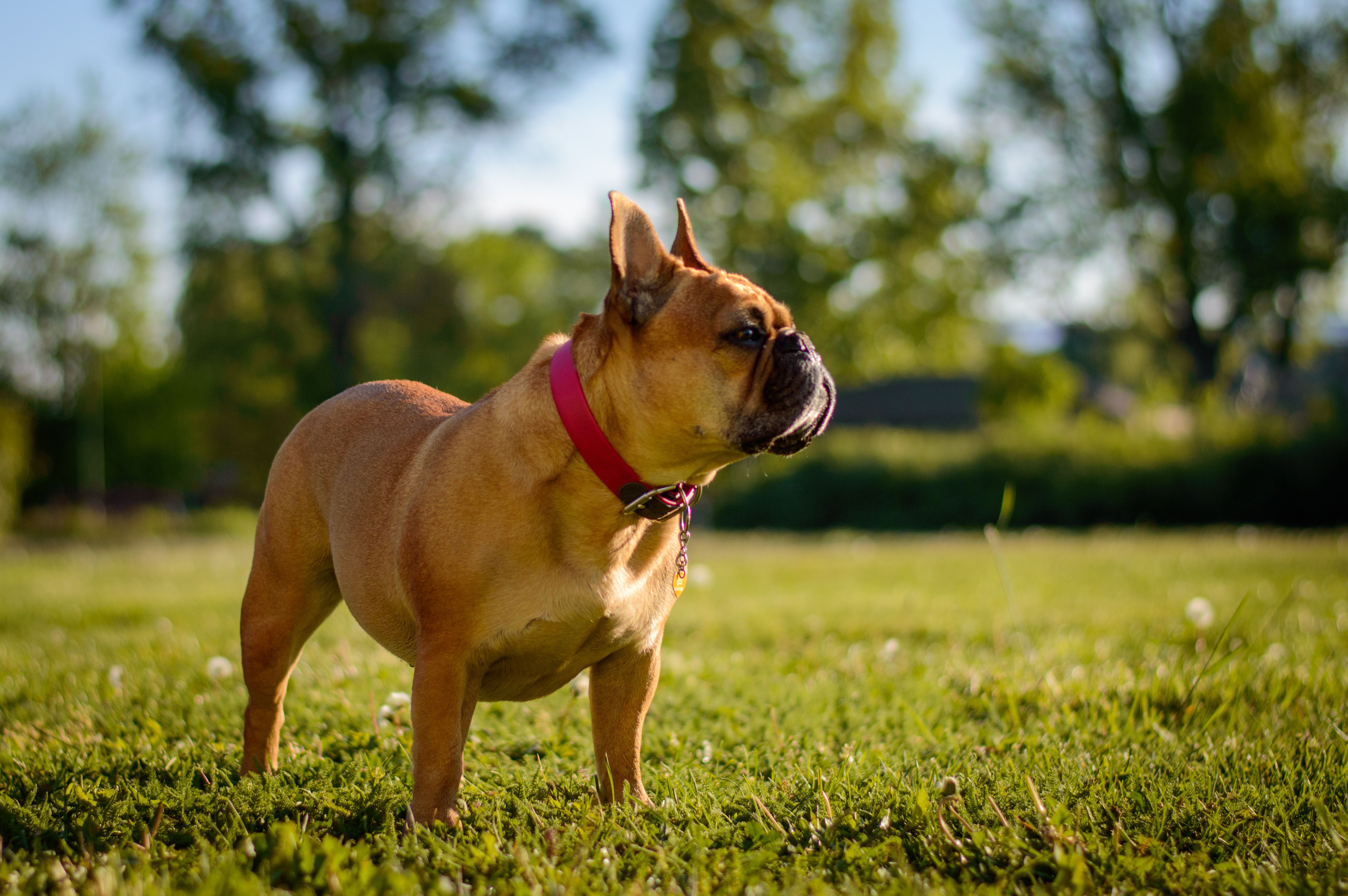 Close-up of a Dog · Free Stock Photo