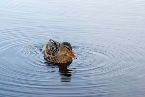 Free A mallard duck gracefully paddling in calm water, creating gentle ripples. Stock Photo