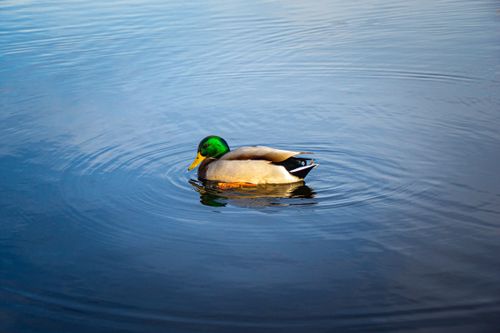 Free Close-up of a colorful mallard duck gliding across a peaceful lake surface. Stock Photo