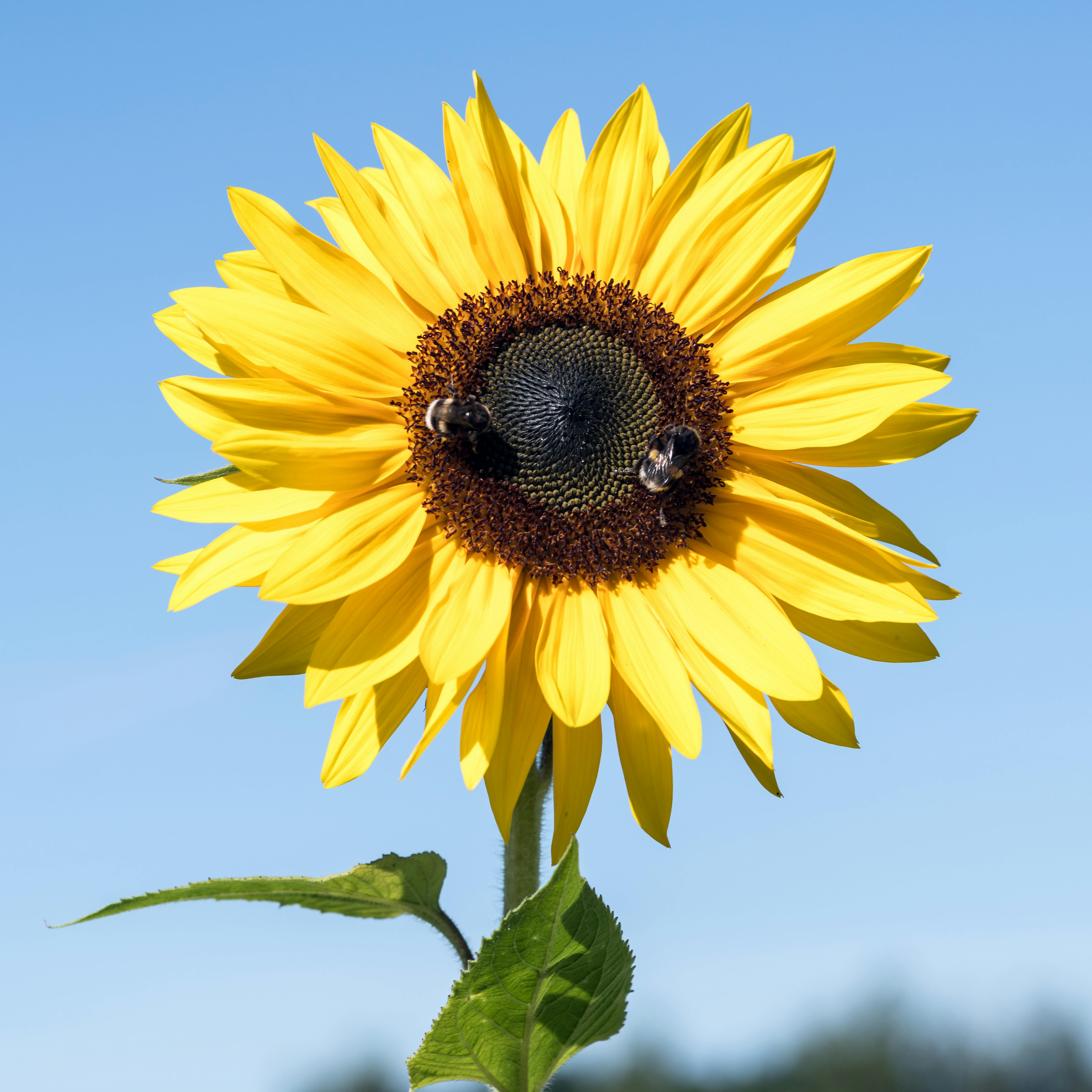 SONNENBLUME WIKIPEDIA visual data 6